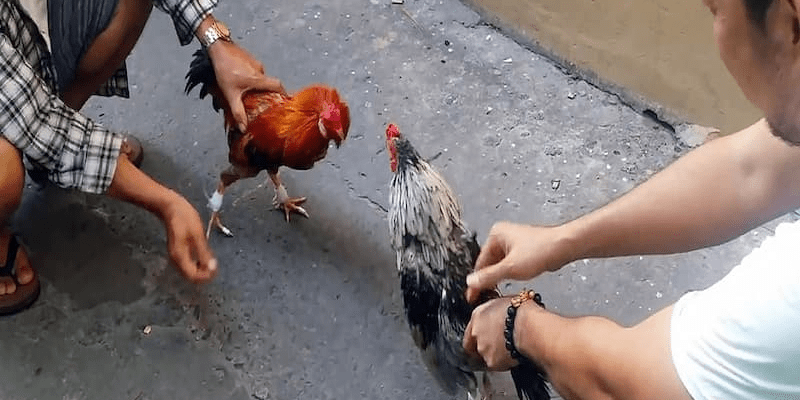 Những trận đá gà hay, đáng xem nhất tìm ở đâu? Đá gà là bộ môn thú vị, được nhiều người yêu thích theo dõi trên thế giới