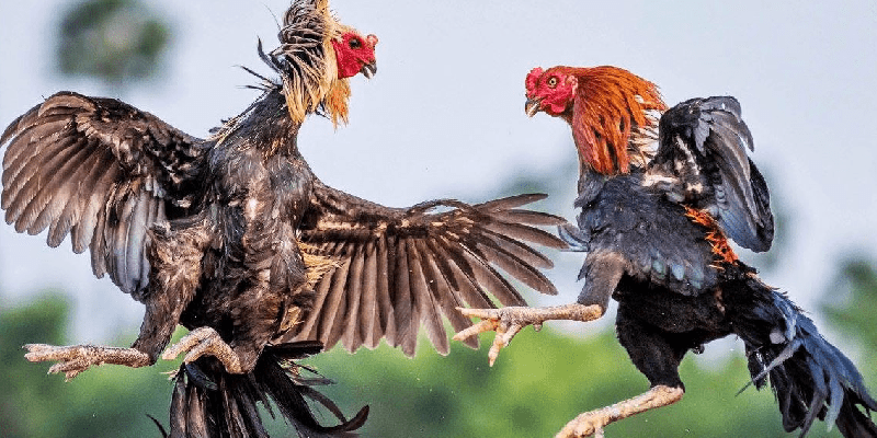 Vảy gà án thiên – Chiến kê bất bại được săn đón Chiến kê sở hữu vảy án thiên có lối đá hay, lì đòn và dễ chiến thắng