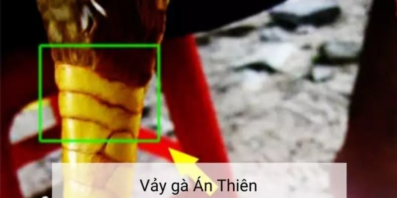 Vảy gà án thiên – Chiến kê bất bại được săn đón Chiến kê sở hữu vảy án thiên được các sư kê săn đón và yêu thích