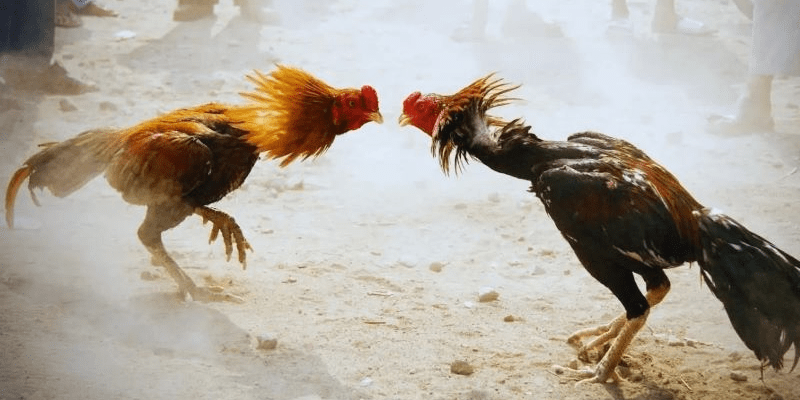 Đòn đá chết gà - Tổng hợp những tuyệt chiêu hạ gục đối phương Tuyệt chiêu đá liên hoàn cược khiến đối thủ mất phương hướng