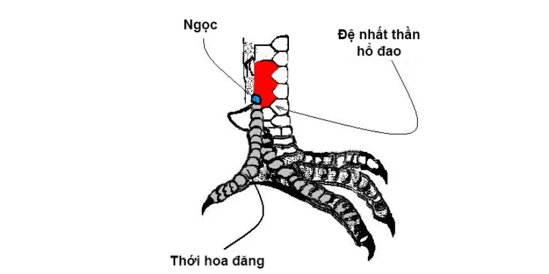 Vảy gà Vấn Cán là tốt hay xấu? Hướng dẫn cách nhận diện vảy Vấn Cán là vảy gà chọi hiếm, kiểu dáng lớn thường xuất hiện ở thân chân gà